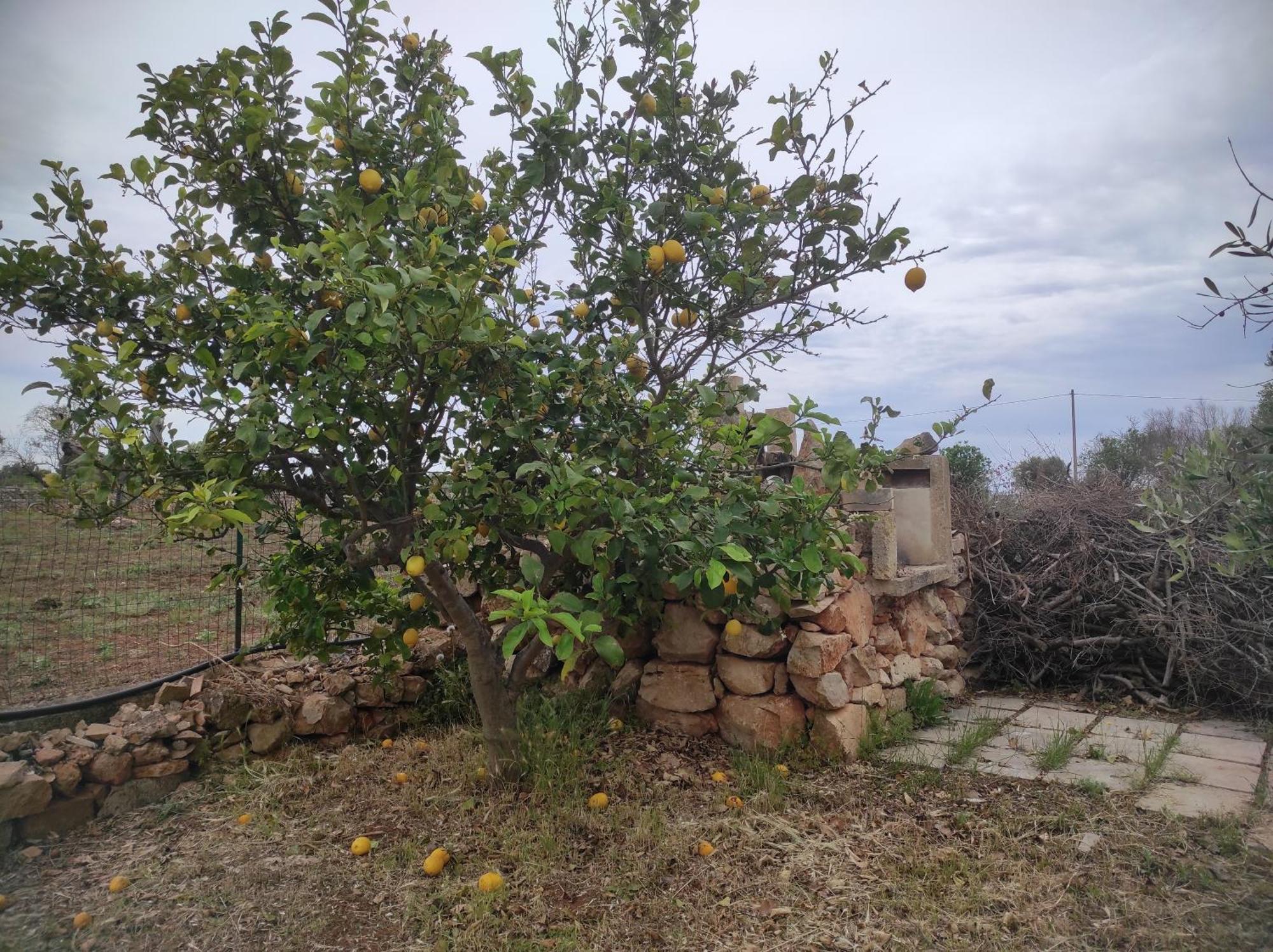 Appartamento Trullo Contrada Specchi Racale Esterno foto